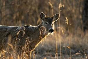 cerf sur un de bonne heure Matin photo