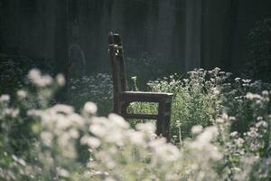 en bois chaise suivant à marguerites dans le jardin photo