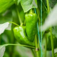 chaud vert poivrons croissance fermer photo