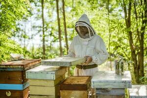 apiculteur avec le sien ruches dans forêt. apiculture professionnel profession. photo