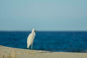 blanc aigrette permanent sur le sablonneux plage pendant orage et regards à le mer photo