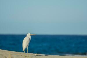 peu blanc aigrette permanent sur le plage et regards à le côté dans Egypte photo