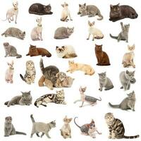 collection de une chats photo