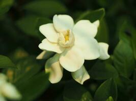 blanc fraîcheur fleur dans jardin épanouissement et nettoyer odeur photo