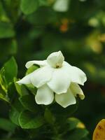 blanc fraîcheur fleur dans jardin épanouissement et nettoyer odeur photo