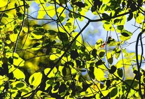 fond avec des feuilles photo