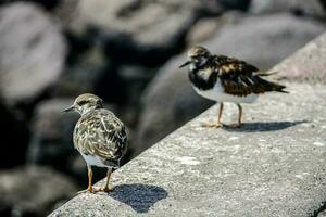 proche de des oiseaux photo