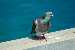 proche de une Pigeon photo