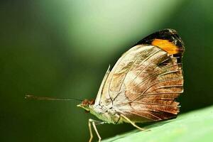 gros plan d'un papillon photo