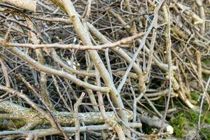 Frais scié branches de noyer arbre à sol photo