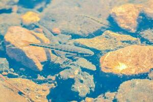 des poissons dans le rivière photo