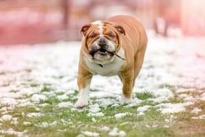 portrait de bouledogue anglais photo