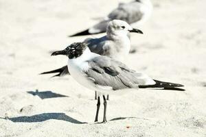 oiseau dans la nature photo