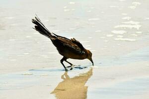 oiseau dans la nature photo