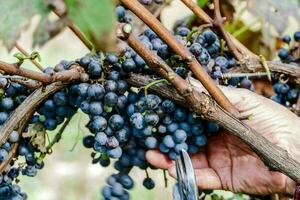 les raisins dans une vinerie photo