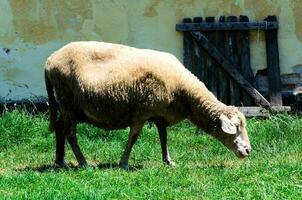 Célibataire mouton dans le pâturage photo