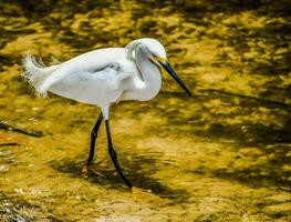 dans la nature photo