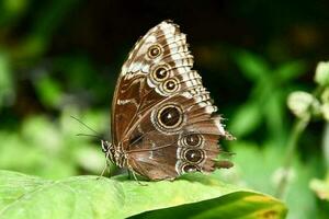 gros plan d'un papillon photo