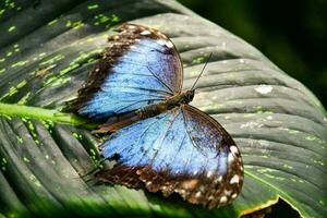 gros plan d'un papillon photo