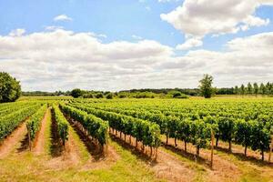 une vignoble paysage photo