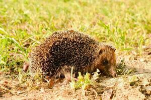 une hérisson dans le herbe photo