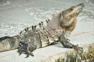 proche en haut de une reptile photo