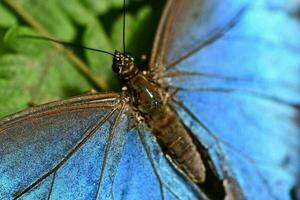 gros plan d'un papillon photo