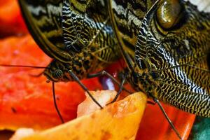 gros plan d'un papillon photo