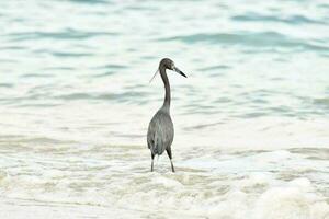 oiseaux à l'état sauvage photo