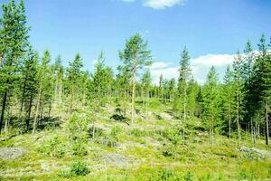 arbres dans la forêt photo