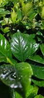 jardin avec humide vert feuilles dans jardin photo