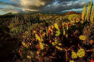 une touffe de cactus photo