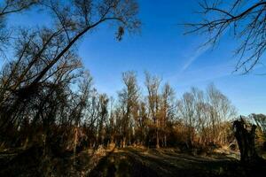 arbres dans la forêt photo