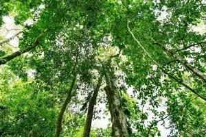 arbres dans la forêt photo