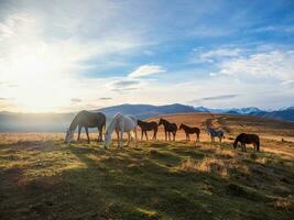 troupeau de les chevaux sur une Montagne pâturage. magnifique les chevaux dans un l'automne Prairie pose contre le Contexte de une blanc couvert de neige Montagne. photo