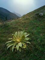 magnifique vert mullein buisson dans de face de haute soir montagnes dans Caucase région. mullein plante dans ses premier an. verticale voir. photo