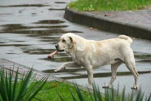 bâtard abandonné central asiatique berger chien alabay aller avec gros photo