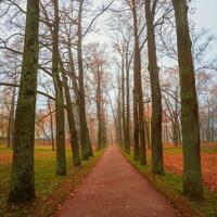 en retard l'automne, le la perspective de sans feuilles des arbres dans le Matin dans photo