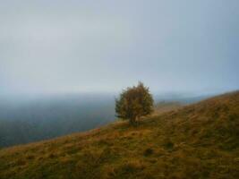 solitaire arbre contre brumeux Montagne pente dans crépuscule. foncé paysage dans montagnes vallée en dessous de nuageux ciel dans Matin temps. foncé brumeux paysage avec un arbre. photo