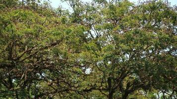 sauvage arbre avec ombragé vert feuilles photo