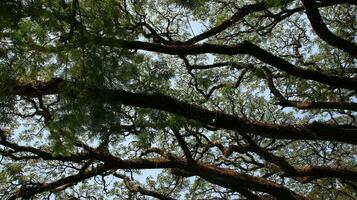 sauvage arbre avec ombragé vert feuilles photo