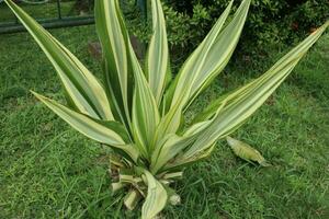 agave, une plante cette a les épines photo