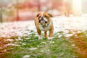 portrait de bouledogue anglais photo