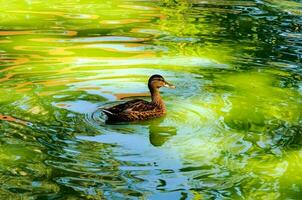 nager canard dans zoo photo