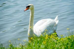 portrait de cygne photo