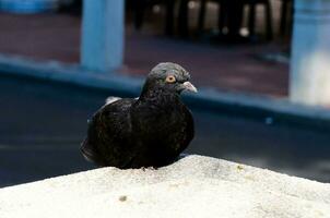 Célibataire Pigeon portrait photo