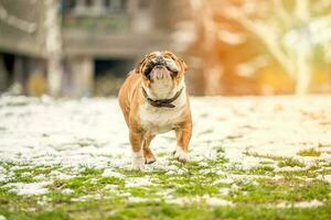 portrait de bouledogue anglais photo