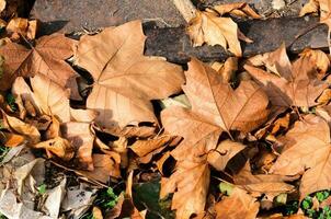 mort feuilles Contexte photo