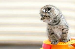 mignonne Écossais plier chaton en jouant avec une jouet photo