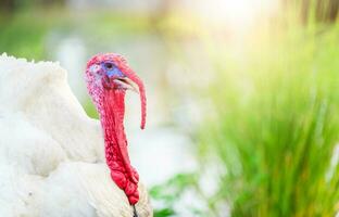 portrait de blanc dinde sur la nature Contexte photo